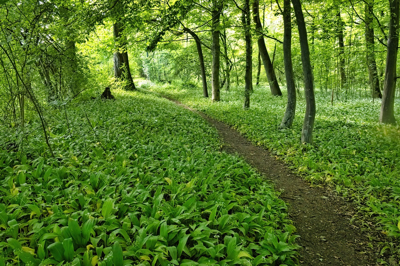 Wald mit Bärlauchpflanzen