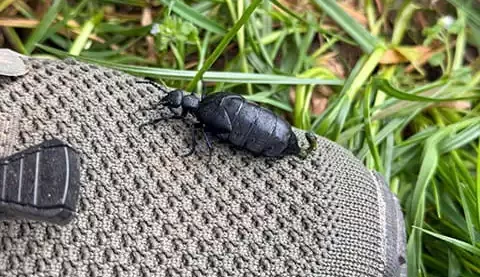 Ein Ölkäfer auf einem Schuh