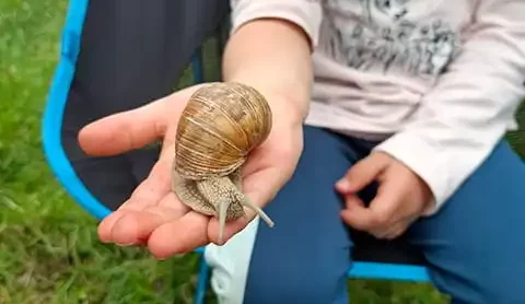 Eine Schnecke in der Hand eines Kindes